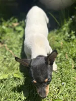 Terra male full AKC tiny , a male Toy Fox Terrier for sale in Cullowhee, NC – Photo 2 of 10