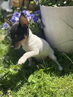 Terra male full AKC tiny , a male Toy Fox Terrier for sale in Cullowhee, NC – Photo 5 of 10