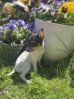 Terra male full AKC tiny , a male Toy Fox Terrier for sale in Cullowhee, NC – Photo 8 of 10