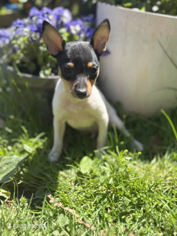 Terra male full AKC tiny  – Toy Fox Terrier puppy for sale in Cullowhee, NC
