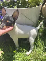 Terra male full AKC tiny , a male Toy Fox Terrier for sale in Cullowhee, NC – Photo 3 of 10