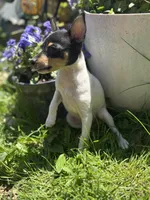 Terra male full AKC tiny , a male Toy Fox Terrier for sale in Cullowhee, NC – Photo 7 of 10