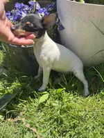 Terra male full AKC tiny , a male Toy Fox Terrier for sale in Cullowhee, NC – Photo 9 of 10
