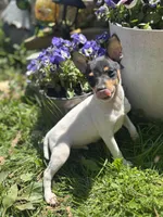 Terra male full AKC tiny , a male Toy Fox Terrier for sale in Cullowhee, NC – Photo 10 of 10