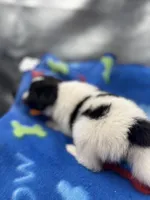Lucy’s male full AKC color head , a male Shetland Sheepdog for sale in Cullowhee, NC – 2 of 10