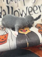 Panda female 1 full AKC , a female Chihuahua for sale in Cullowhee, NC – 7 of 10