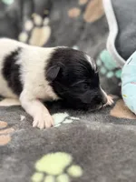 Lucy male #2 full AKC , a male Shetland Sheepdog for sale in Cullowhee, NC – 2 of 10