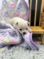 North crème female AKC , a female Chihuahua for sale in Cullowhee, NC – 2 of 10