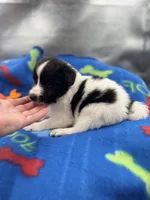 Lucy’s male full AKC color head , a male Shetland Sheepdog for sale in Cullowhee, NC – 10 of 10