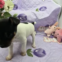 Minnie's boy full Akc, a male Toy Fox Terrier for sale in Cullowhee, NC – 6 of 10