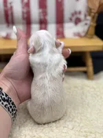 Male creme full AKC , a male Chihuahua for sale in Cullowhee, NC – 9 of 10