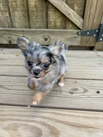 Jewels , a female Chihuahua for sale in Cullowhee, NC – 7 of 10