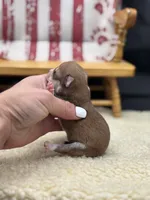 Fawn sable female full AKC, a female Chihuahua for sale in Cullowhee, NC – 4 of 10