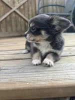 blue female long coat full AKC , a female Chihuahua for sale in Cullowhee, NC – 8 of 10