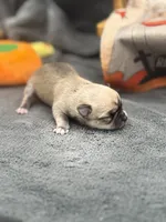 Panda Female 2 full AKC , a female Chihuahua for sale in Cullowhee, NC – 3 of 10