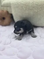 Caroline f2 AKC , a female Chihuahua for sale in Cullowhee, NC – 7 of 10