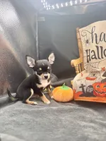  tri male 2  AKC , a male Chihuahua for sale in Cullowhee, NC – 2 of 10