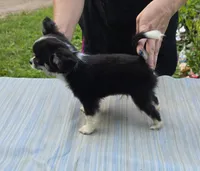 Full AKC Jack Male , a male Chihuahua for sale in Cullowhee, NC – 4 of 6