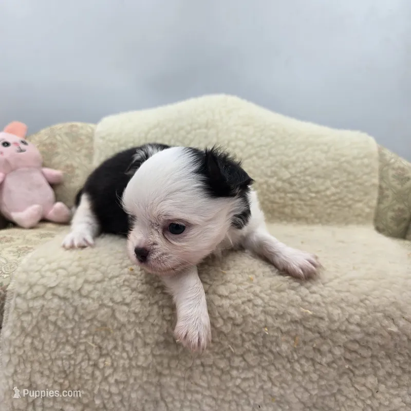 Kitkat Full Akc Champion sire male – Chihuahua puppy for sale in Cullowhee, NC