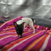 Tesla # 1 Full Akc, a female Toy Fox Terrier for sale in Cullowhee, NC – 8 of 10