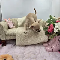 Full AKC Summer Male 1, a male Chihuahua for sale in Cullowhee, NC – 9 of 10