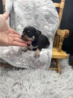 Tri male short coat , a male Chihuahua for sale in Cullowhee, NC – 8 of 10