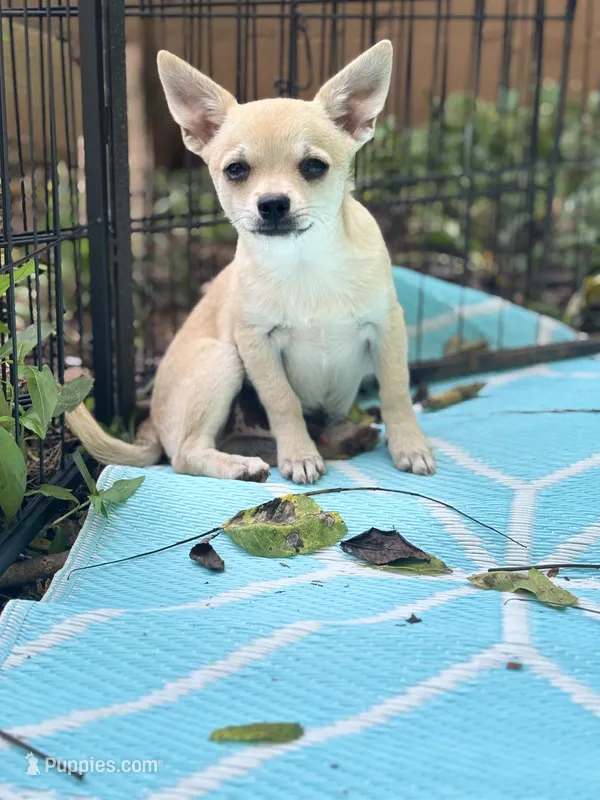 Full AKC Summer Male 1 – Chihuahua puppy for sale in Cullowhee, NC