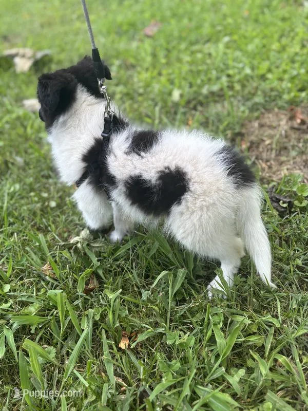Lucy’s male full AKC color head  – Shetland Sheepdog puppy for sale in Cullowhee, NC