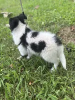 Lucy’s male full AKC color head , a male Shetland Sheepdog for sale in Cullowhee, NC – 3 of 10