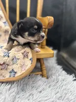 tri male long coat AKC , a male Chihuahua for sale in Cullowhee, NC – 2 of 10