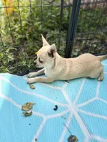 Full AKC Summer Male 1, a male Chihuahua for sale in Cullowhee, NC – 8 of 9