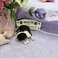 Full Akc Prim's chocolate girl, a female Chihuahua for sale in Cullowhee, NC – 7 of 10