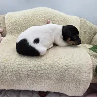 Cupcake tri female , a female Toy Fox Terrier for sale in Cullowhee, NC – 6 of 10