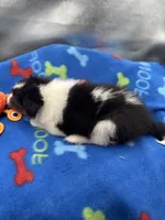 Full AKC Zina M 5, a male Shetland Sheepdog for sale in Cullowhee, NC – 5 of 10
