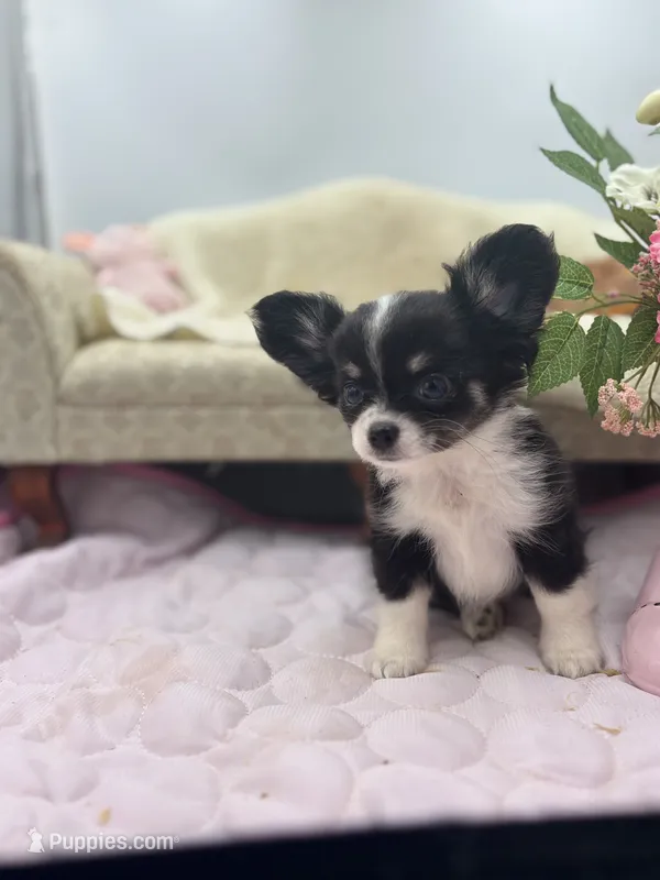 Full AKC Jack Male  – Chihuahua puppy for sale in Cullowhee, NC