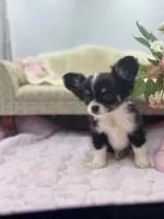 Full AKC Jack Male , a male Chihuahua for sale in Cullowhee, NC – 1 of 10