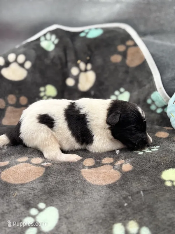 Lucy male #2 full AKC  – Shetland Sheepdog puppy for sale in Cullowhee, NC