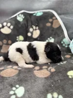 Lucy male #2 full AKC , a male Shetland Sheepdog for sale in Cullowhee, NC – 1 of 10