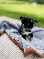  tri male 2  AKC , a male Chihuahua for sale in Cullowhee, NC – 4 of 10