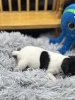 Topanga Female full AKC , a female Toy Fox Terrier for sale in Cullowhee, NC – 2 of 10