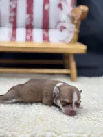 Fawn sable female full AKC, a female Chihuahua for sale in Cullowhee, NC – 8 of 10