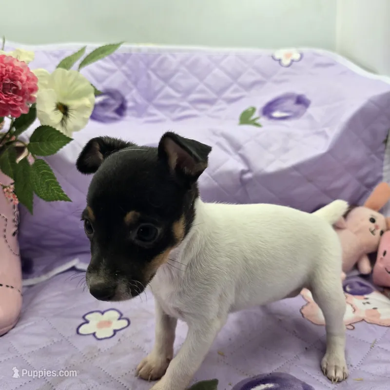 Minnie's sweet girl full Akc – Toy Fox Terrier puppy for sale in Cullowhee, NC