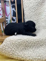 JDs black n white LC female , a female Chihuahua for sale in Cullowhee, NC – 5 of 10