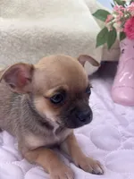 Full AKC Summer Male 2, a male Chihuahua for sale in Cullowhee, NC – 9 of 10