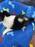 Full AKC Zina M 5, a male Shetland Sheepdog for sale in Cullowhee, NC – 9 of 10