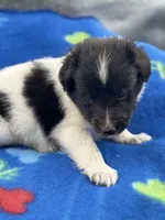 Lucy male #2 full AKC , a male Shetland Sheepdog for sale in Cullowhee, NC – 2 of 10
