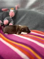 Full AKC Zina F 1, a female Shetland Sheepdog for sale in Cullowhee, NC – 7 of 10