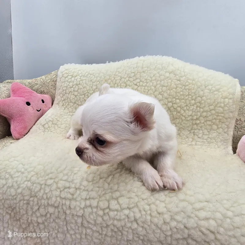 Full AKC Snowy Hidden Merle male – Chihuahua puppy for sale in Cullowhee, NC