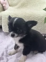Rosie show prospect , a female Chihuahua for sale in Cullowhee, NC – 2 of 10