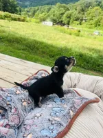  tri male 2  AKC , a male Chihuahua for sale in Cullowhee, NC – 10 of 10